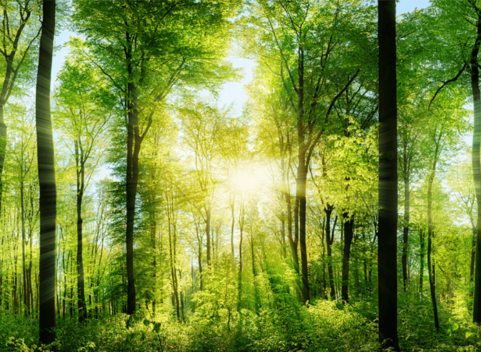 Light streaming through trees