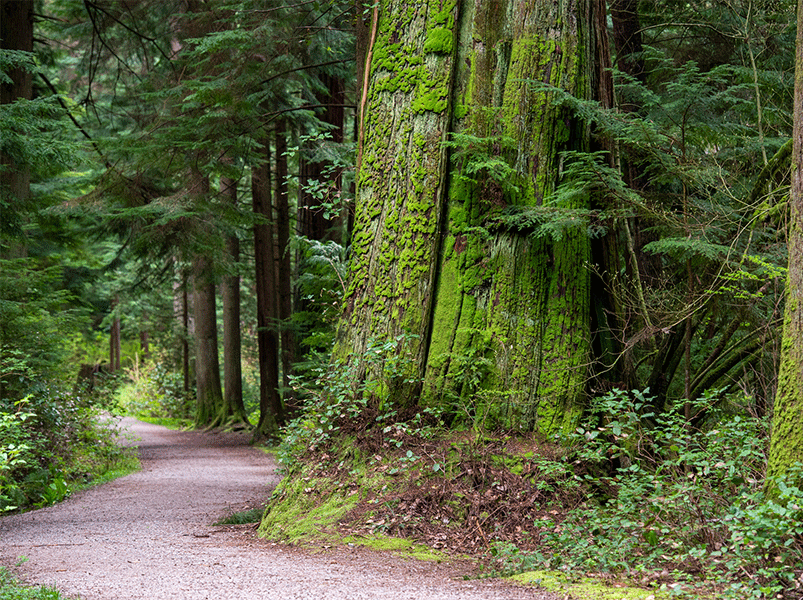 Old-growth-cedar-alongside-winding-foorest-path